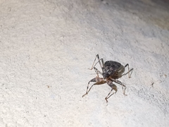 Oncocephalus squalidus