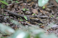 Caprimulgus climacurus