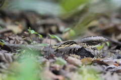 Caprimulgus climacurus