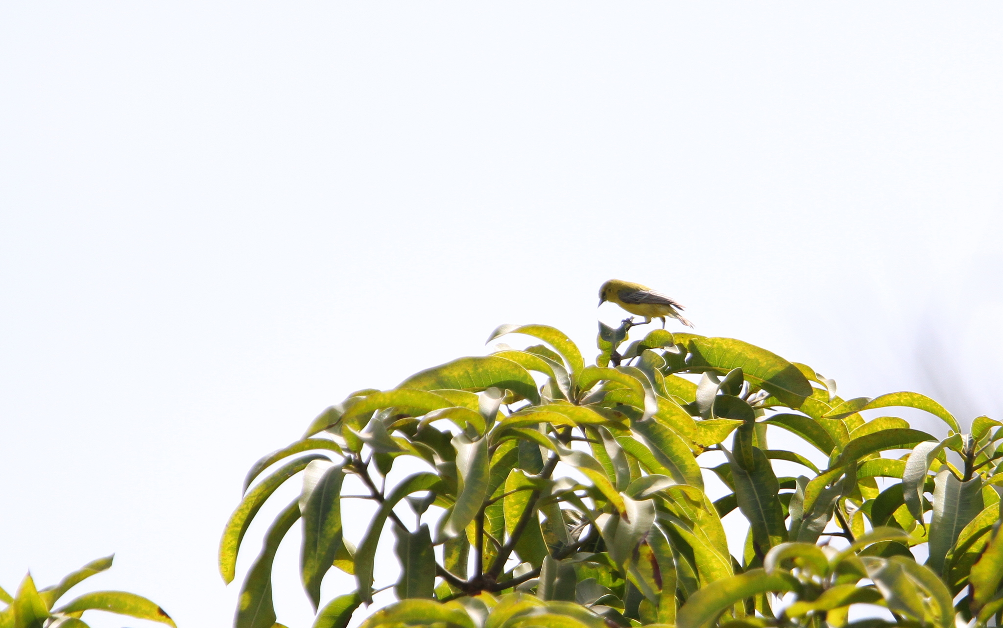 Yellow Penduline Tit (Anthoscopus parvulus), photo 1