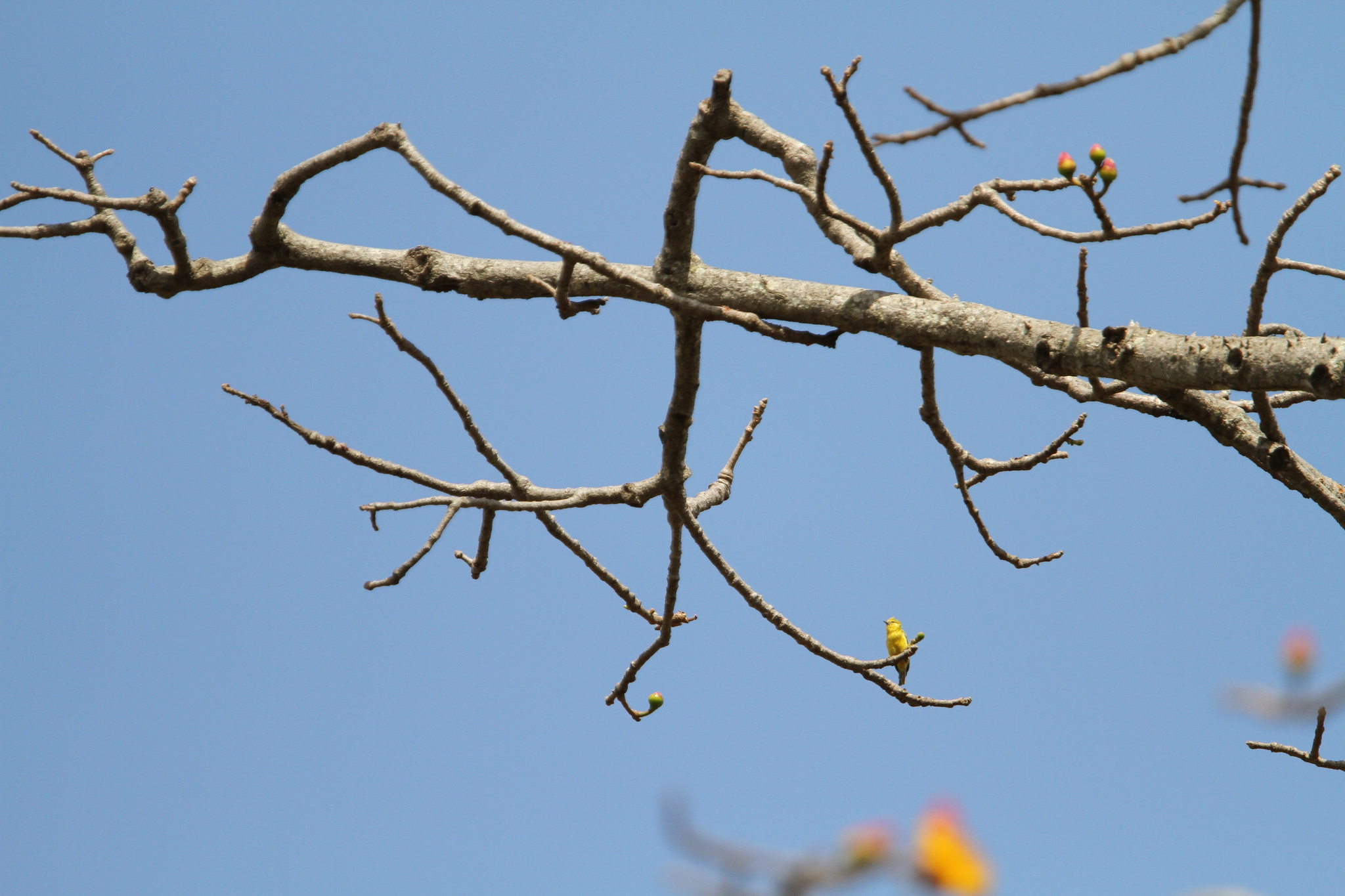 Yellow Penduline Tit (Anthoscopus parvulus), photo 2