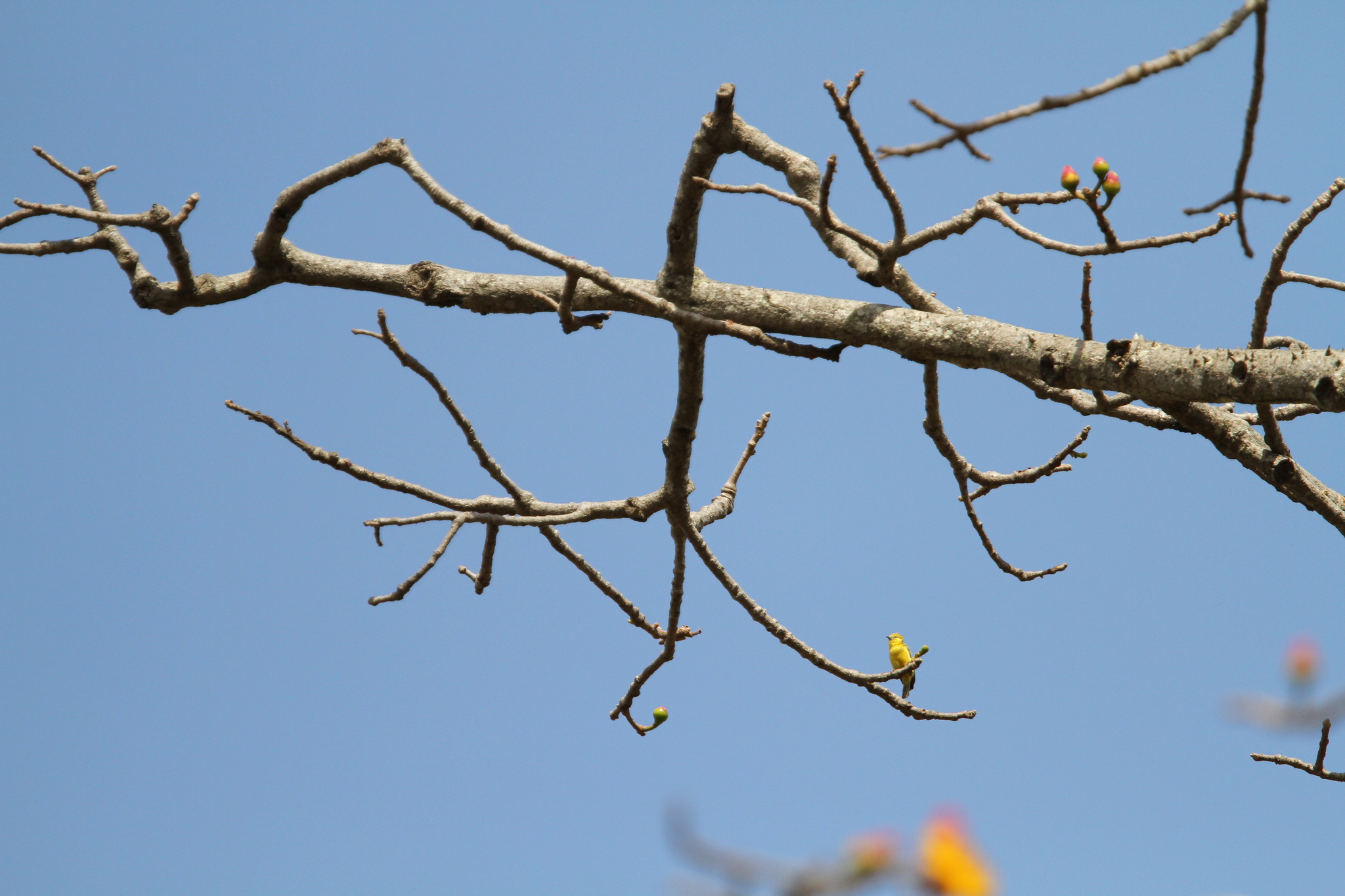 Yellow Penduline Tit (Anthoscopus parvulus), photo 3