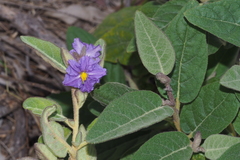 Solanum ellipticum