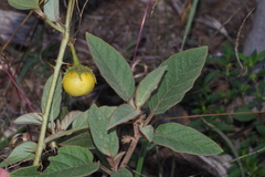 Solanum ellipticum