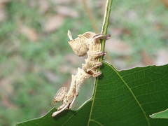 Stauropus alternus