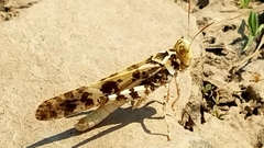 Dissosteira spurcata