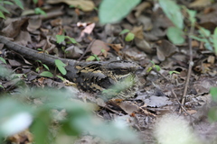 Caprimulgus climacurus