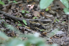 Caprimulgus climacurus