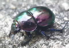 Trypocopris vernalis