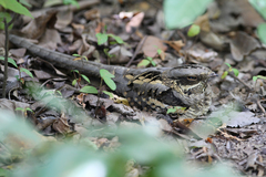 Caprimulgus climacurus