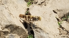 Dissosteira spurcata