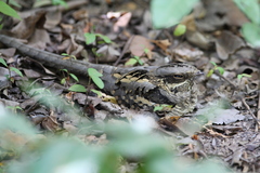 Caprimulgus climacurus