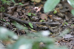 Caprimulgus climacurus