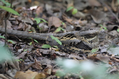 Caprimulgus climacurus
