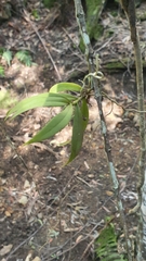 Plectorrhiza tridentata