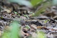 Caprimulgus climacurus