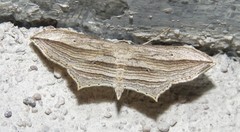 Arcobara multilineata