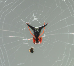 Micrathena raimondi