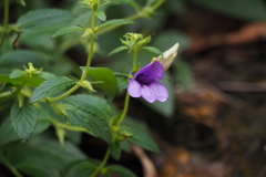 Adenosma glutinosum