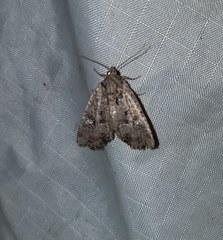 Mesapamea fractilinea