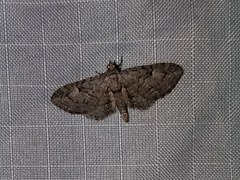 Eupithecia interruptofasciata