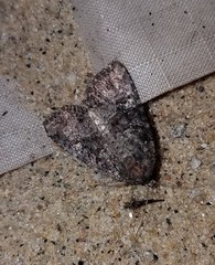 Mesapamea fractilinea