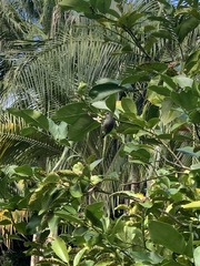 Zosterops mauritianus