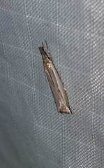 Raphiptera argillaceellus