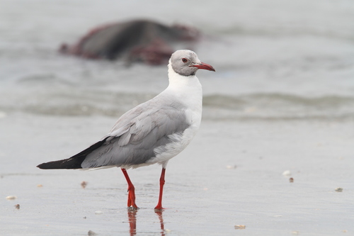 Gaviota cabecigrís (Chroicocephalus cirrocephalus)