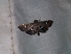 Diathrausta