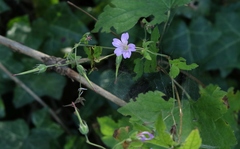 Geranium nodosum