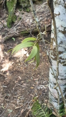 Plectorrhiza tridentata