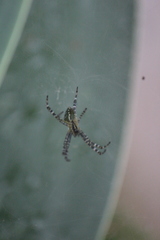 Cyrtophora moluccensis