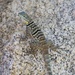 Shortnose Rock Lizard - Photo (c) Bradford Hollingsworth, some rights reserved (CC BY-NC), uploaded by Bradford Hollingsworth