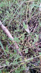 Chenopodium nutans nutans