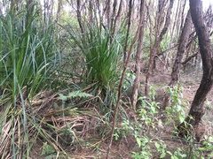 Leucopogon fasciculatus