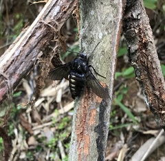 Sataspes
