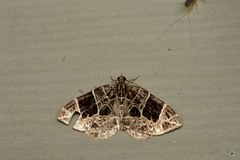 Gandaritis atricolorata