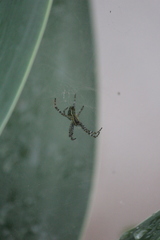 Cyrtophora moluccensis