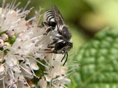 Megachile