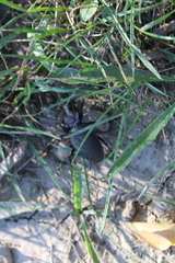 Carabus scabrosus tauricus