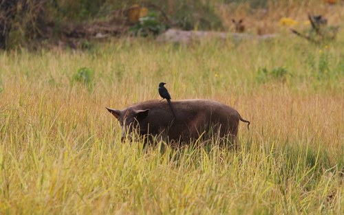 Piapiac (Ptilostomus afer), photo 6