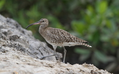 Numenius phaeopus