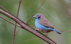 Uraeginthus bengalus