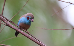 Uraeginthus bengalus