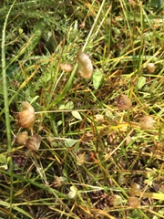 Trifolium cyathiferum