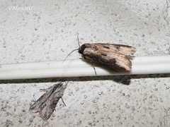 Agrotis malefida