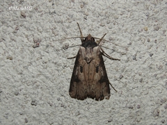 Agrotis malefida