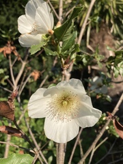 Eucryphia