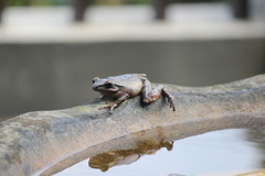 Polypedates leucomystax